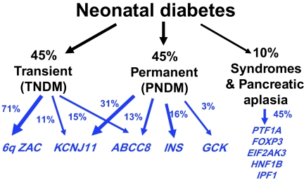 Neonatal Diabetes prognosis